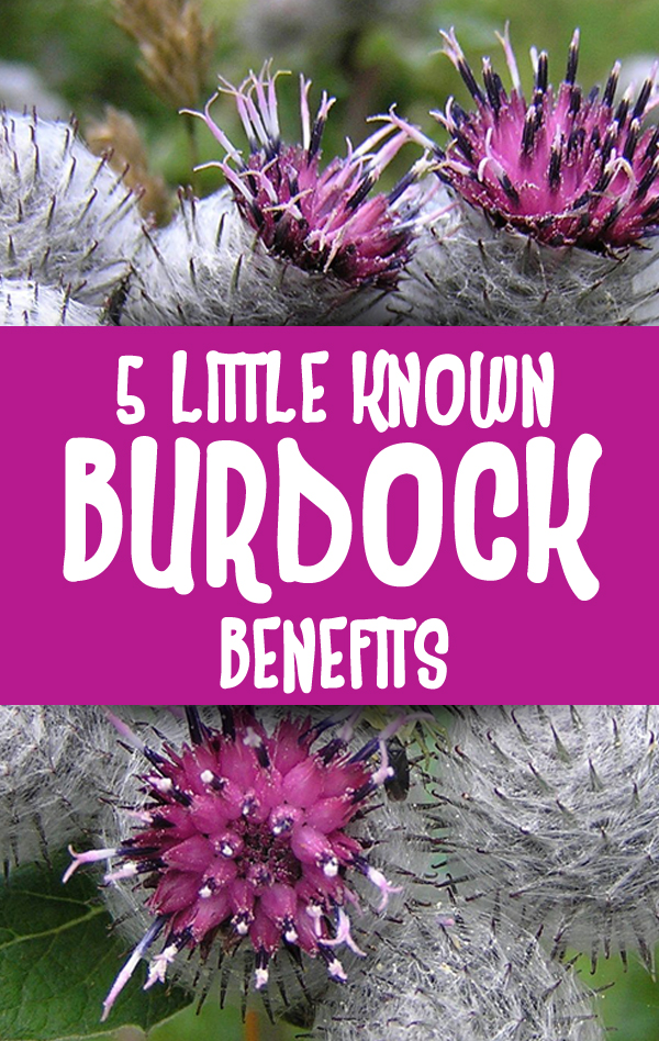 5 Amazing Health Benefits of Burdock