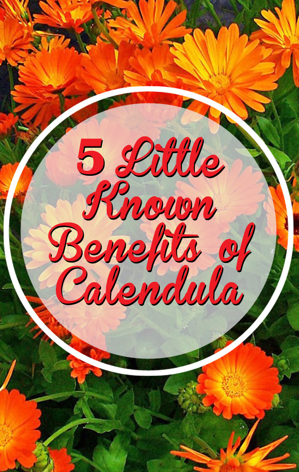 5 Awesome Health Benefits of Calendula