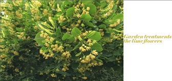 Garden treatments – lime flowers