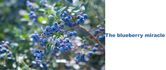 The blueberry miracle